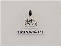 藏品(步行蟲(2))的圖片